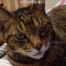 bany_bany_411's profile picture. 猫ちゃま第一🩷🐈‍⬛ファースト人間           ⚾️大谷翔平選手で毎日勇気貰ってます❣️          可愛い可愛い黒猫のみーこがいます🐈‍⬛😸