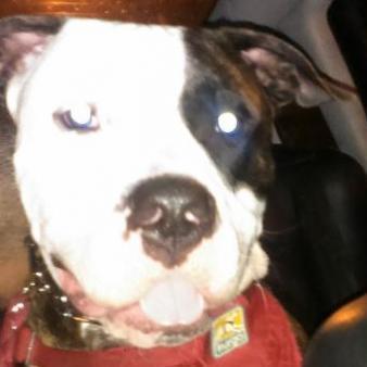 thepitbullshop's profile picture. Pit bull supplies, crates, collars, muzzles