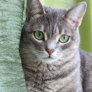 Greenmist__'s profile picture. Gray shecat with a lot on my mind- kind sweet, caring, and hopeful. Thunderclan~ 9moons old~ deputy of thunderclan. leader is Shimmerfur.