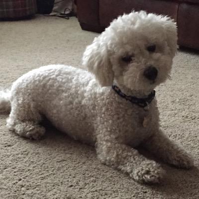 Hi, I'm Buddy the Bichon and I am now nearly 7! I love squeaky pig toys and my squeaky ball that my humans call “monster ball”