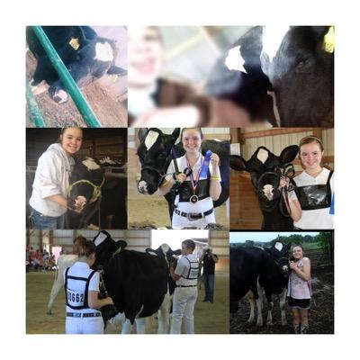 wisconsin show girl. leading, washing, clippin & showing. the scent of cow manure is my perfume