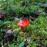 mecgbs's profile picture. 