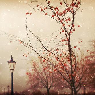 Ali Ege