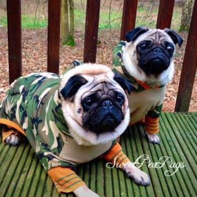UK KC Pedigree Breeder Affix SweetPeaPug. Fertility Services BARF raw, canine ultrasound, artificial insemination advice, whelping, mentor, health & more