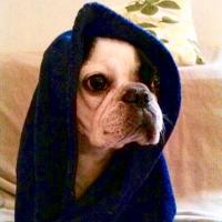 Edie The Frenchie (@ediethefrenchie) 's Twitter Profile