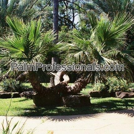 3rd Generation Houston Grower, Nationwide Palm Tree Specialist, and Tropical Landscape Designer.
