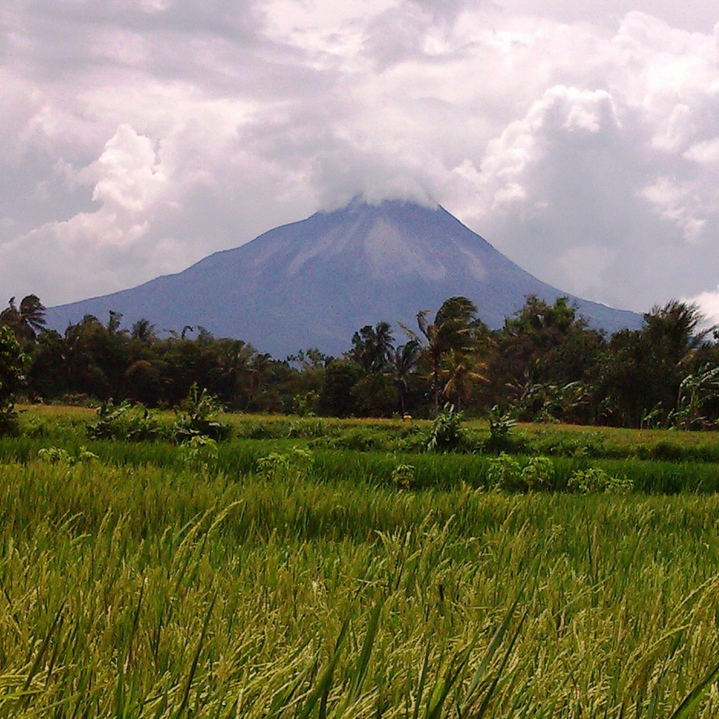 Aktivitas gn Merapi hasilkan tanah pertanian yg subur krn pupuk vulkanis yg dihasilkannya. Kami sediakan beras hitam & merah. Info 085743436199 / pin 52BB2B2C.