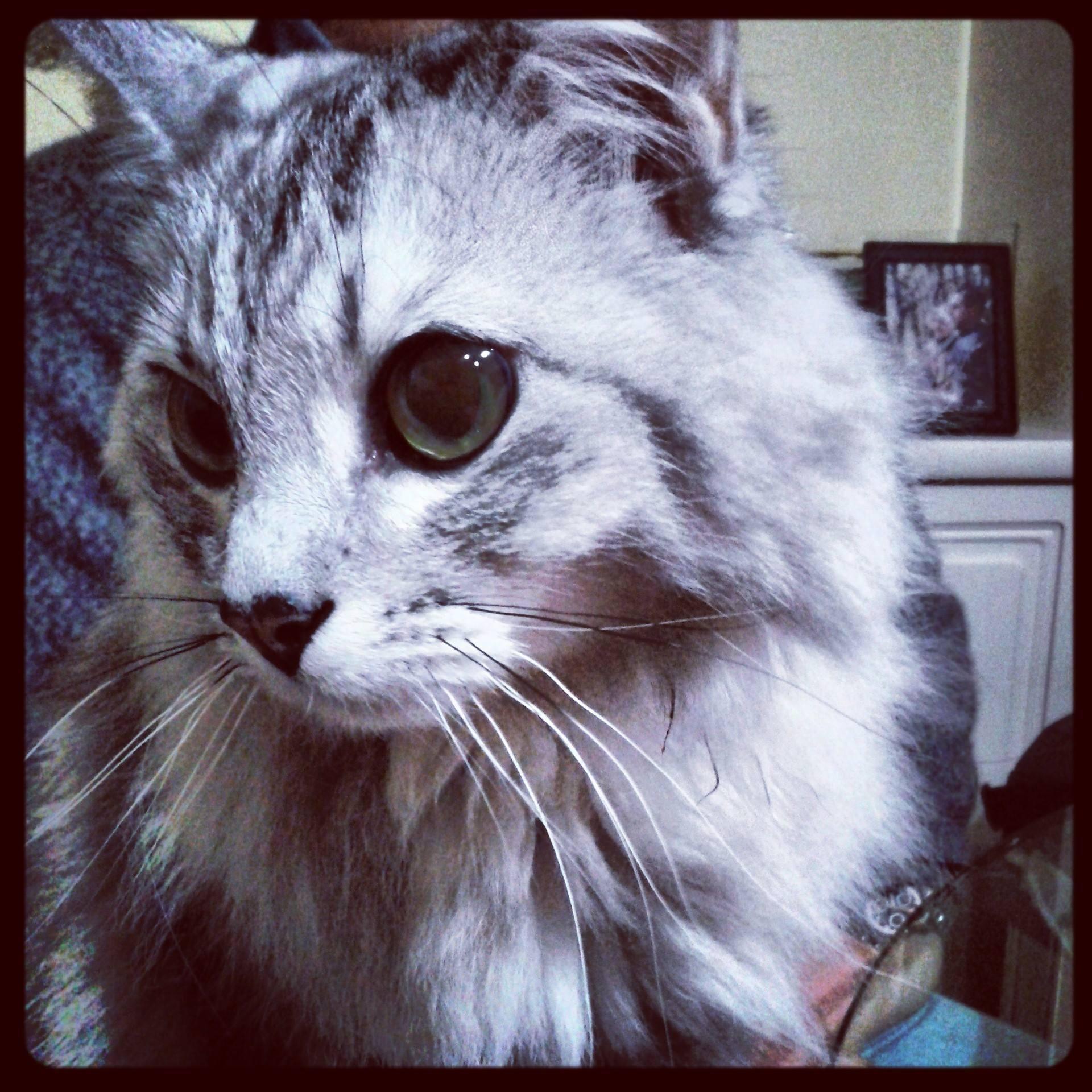 Lapreferita13's profile picture. 