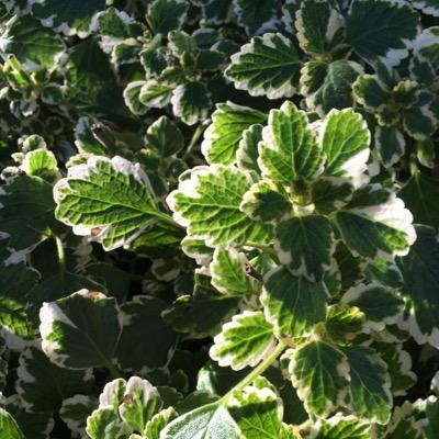 pear1989's profile picture. 