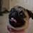 pl120101's profile image