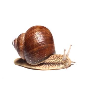 snails are the backbone of our economy