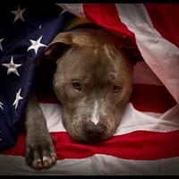 Service Pit Bulls (@servicepit) 's Twitter Profile