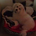 Pat Kramer-Brown - @cookie2shoes54 - Twitter