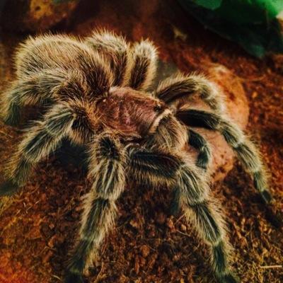 Here I will post on all of my exotic pets that my friends are sick of hearing about.