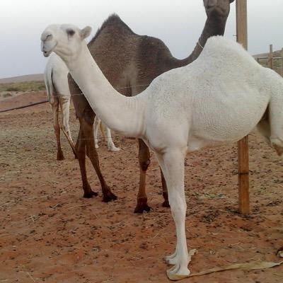 الحفر القصيم