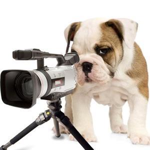 Watch pets live on The Pet Channel, 24/7. Want to live stream your pets or pet business? Contact us!  #cutepets #broadcastlive #kennel #doggiedaycare #petlovers