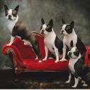 Alison Allison - @BostonsnBullies - Twitter