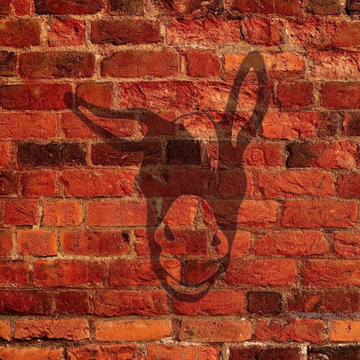 BlindMuleAttic Profile Picture