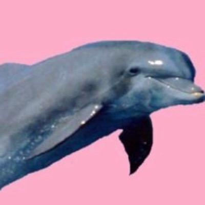 octopussy a feira is our crush