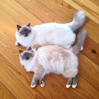 Male & Female Sacred Birman Cat • Blue point • Born 15.01.2014 & 11.02.2014 • Watch us grow up :)