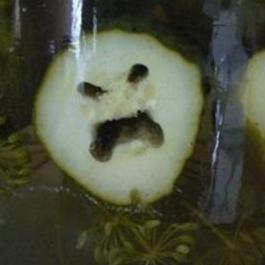 Intense Pickle is intense