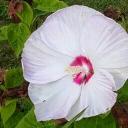 Sharon Pickens - @jordon48420 - Twitter