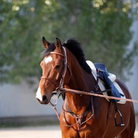 Conditioning is more than just running your horse around the arena.
Before you begin any fitness program, be sure you horse is sound and ready to ride.