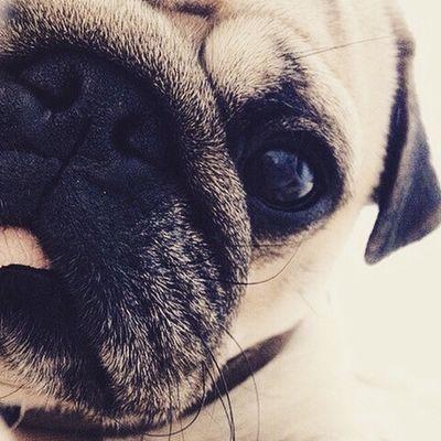 Have a pug? DM us a picture and we will post them! || Be sure to follow us and turn on notifications so you never miss a post! ||