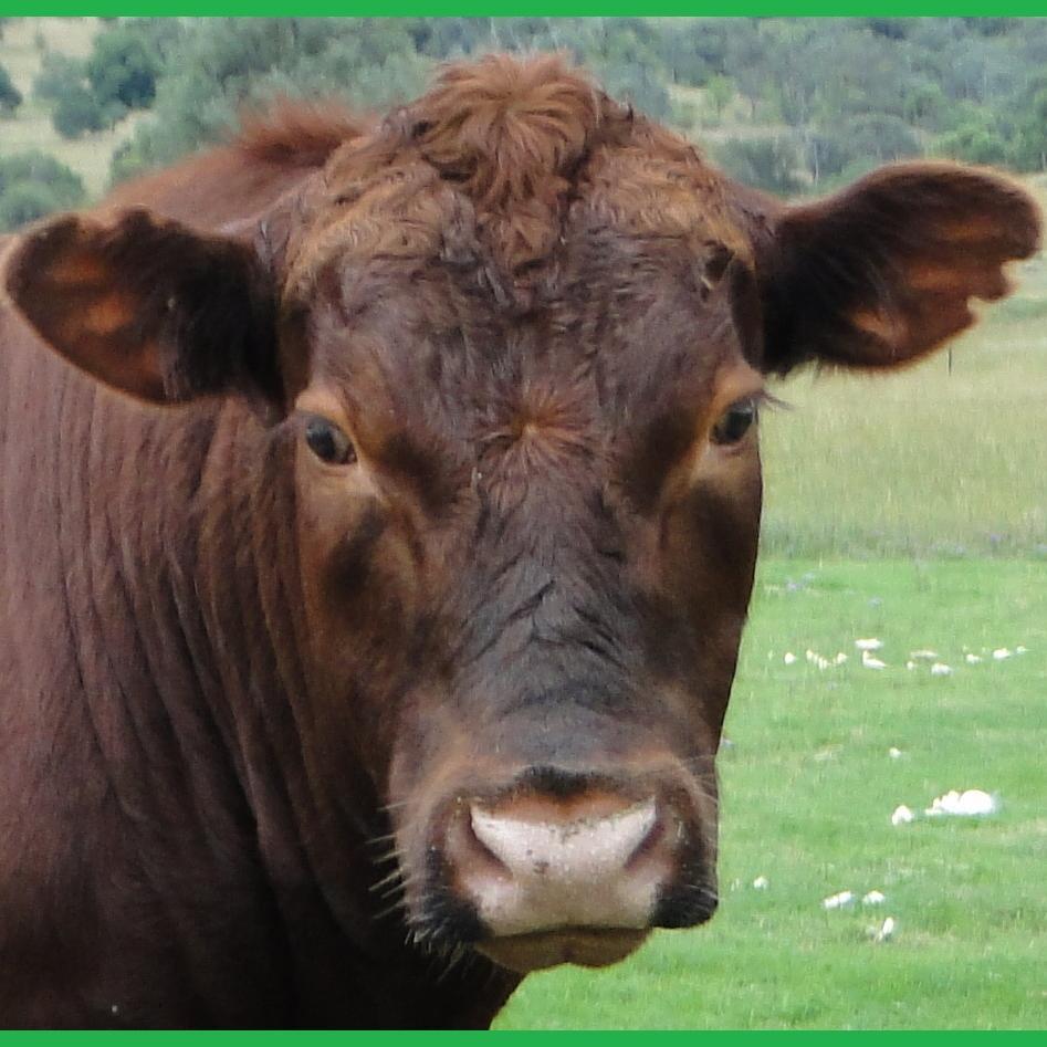MayoLivestock's profile picture. Producing quality Red Angus since 1972, emphasising calving ease, early maturity and marbling.
