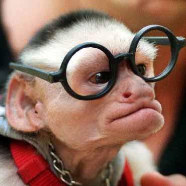 Knowledge is Power. *Parody account* not affiliated with the real monkeys that give advice *viewer discretion is advised*
