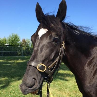 love Punting on Perth Racing,Racehorse Owner