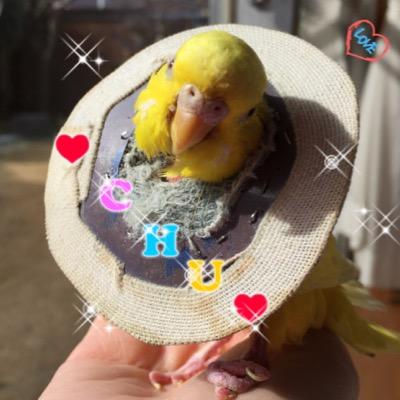 このたび縁あってまたインコちゃんと暮らすことになりました。健康診断でAGY見つかり投薬治療開始し陰性化しました。インコちゃんと暮らし始めて、生活が彩り豊かになりました。
