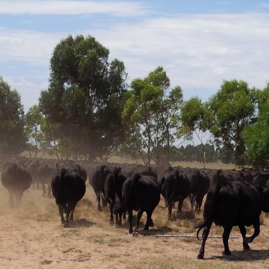 TimJb72's profile picture. Passion for Agriculture, father of 3, Go Freo!