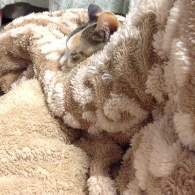 愛猫さんのプロフィール画像