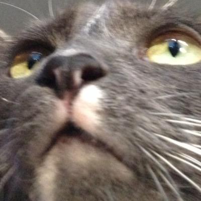 please follow @jennsivan because she gave you a free follow :^)
