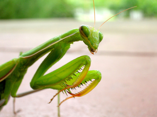 CckMantis's profile picture. 