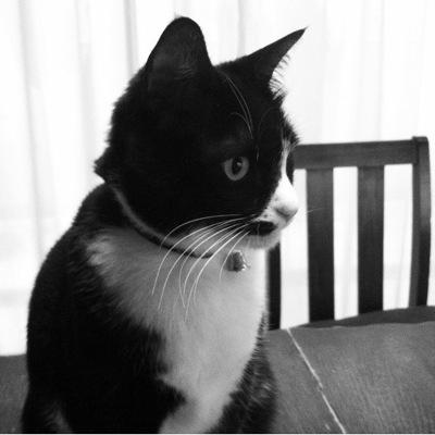酒・音楽・映画と猫を愛し、安ワインを飲んだくれてます！ワイン（イタリア,スペイン,南フランスを主に）、映画,音楽（JAZZ,ROCK,バロック,フランス近代）,料理,美術館,アンティーク,写真,古い外車,RENAULT 4,FiatPanda