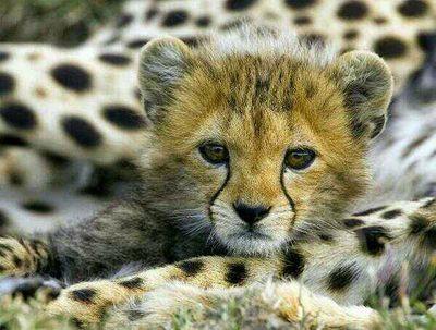 Art, Music, Nature, Animals.
   (Kindness Matters)
* Strong but gentle soul*