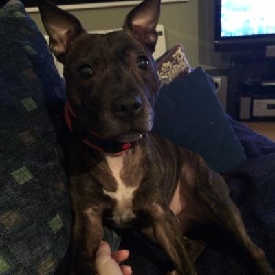 jumccloud's profile picture. Me, myself & I and my lovely little dog of course! Keep it real people....