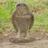 justjudehow's profile image
