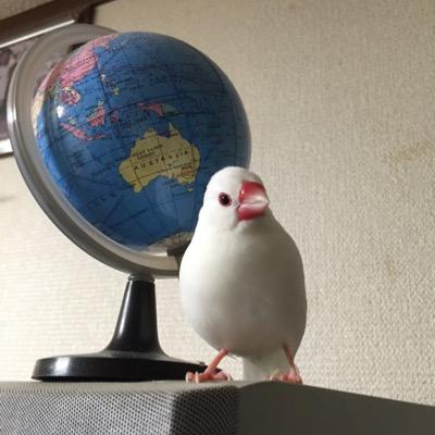 真っ白のシナモンパイド文鳥のてんちゃんと暮らしています