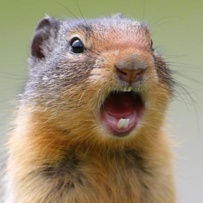 haraita_ryu's profile picture. スト6でリュウ、ケンやってます