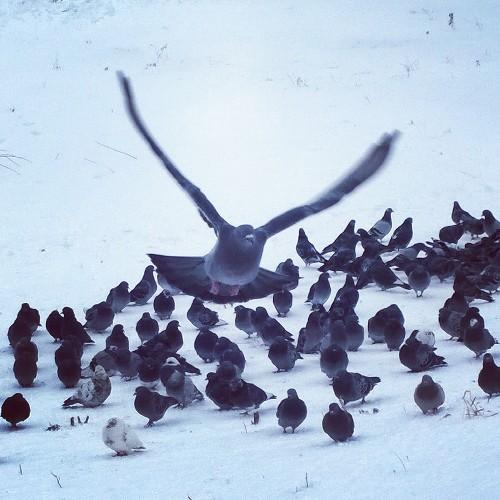 ilya_os's profile picture. #музыка, #гитара, #программирование, #веб, #WP, #Lumia