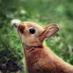 Carol Truscott (@truscottcarol) Twitter profile photo
