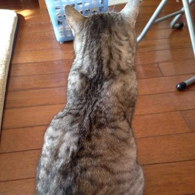 動物、漫画、アニメ、映画