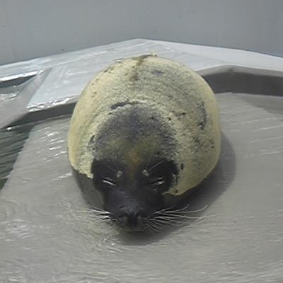 もそもそ筍、しなやかな竹を目指す 地味で普通、時々マイノリティ。心から悲しみを叫んでる。人間を休憩している時がある。