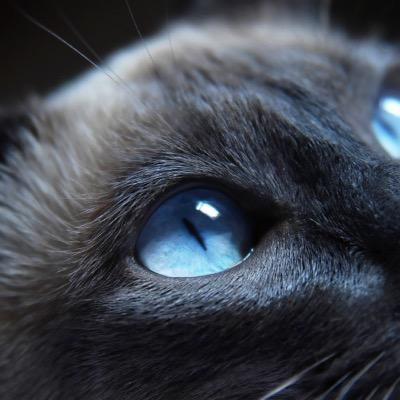 y_green_river's profile picture. 日本が好き。日本を貶める人は嫌い。