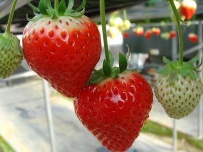 akanesora77's profile picture. 