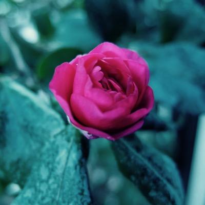 TweetAnyFree's profile picture. これから私たちは何処に行くのだろう。これから先に何があるのだろう。私たちがいなくなった後で、何が残るだろう。。。Guess where we go, what are waiting for us, what will remain after we have gone.