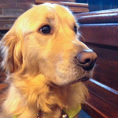 Loyal, dependable, adorable Guide Dog Toby (Mr. T) whose mum is Jeannie B.